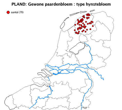 hynstebloem